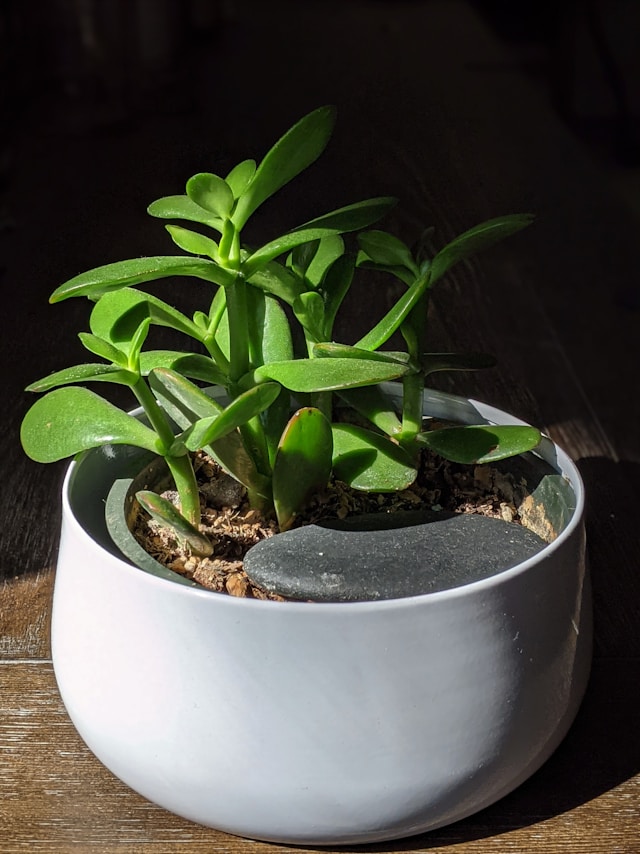 Jade Plant image