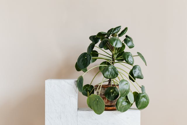Money Plant image