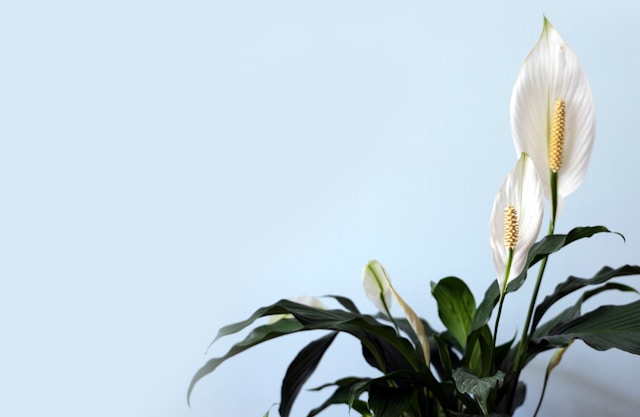 Peace Lily image