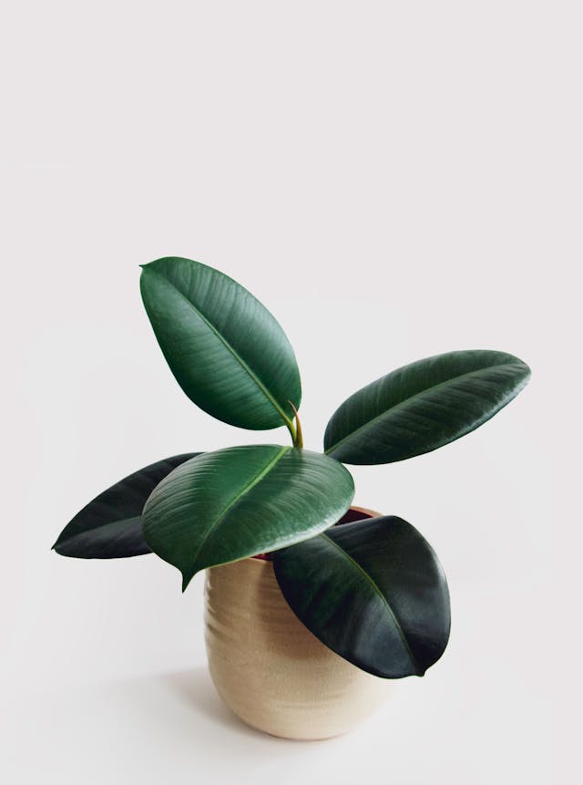 Rubber plant image