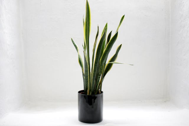 Snake Plant image
