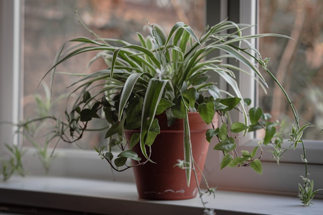 Spider Plant image